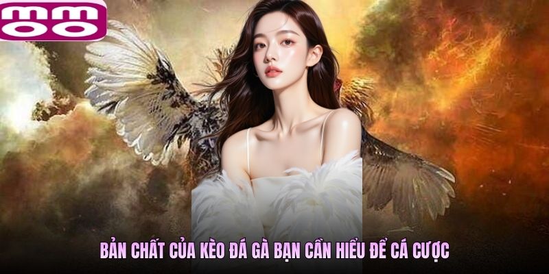 Bản chất của kèo đá gà bạn cần hiểu để cá cược