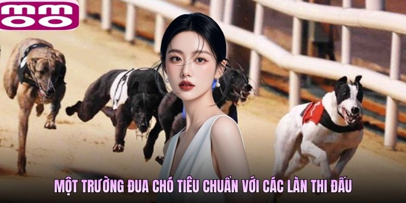 Một trường đua chó tiêu chuẩn với các làn thi đấu